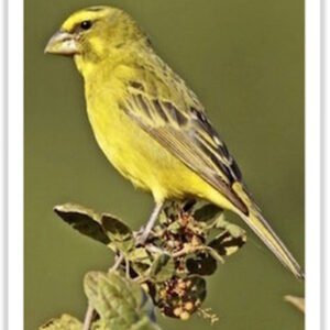 Buy Brimstone Canary Online