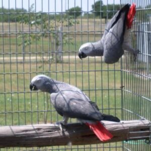 Buy Timneh African Grey Parrots For Sale