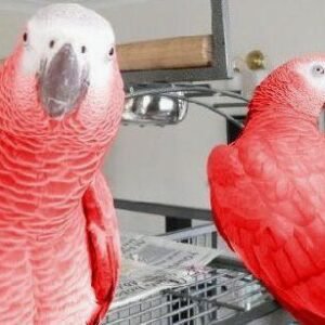 Red Factor African Grey For Sale