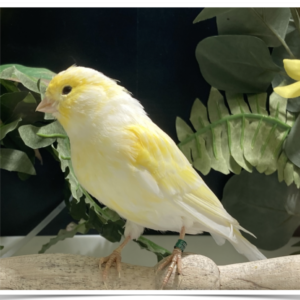 Buy Mosaic Canary Yellow OnlineBuy Mosaic Canary Yellow Online