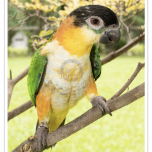 Buy Black Headed Caique Online