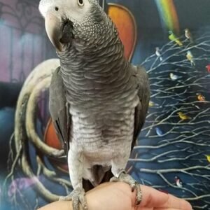 Timneh African grey for sale